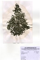 藏品(交織松藻)的圖片